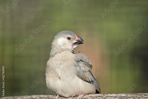 young java finch
