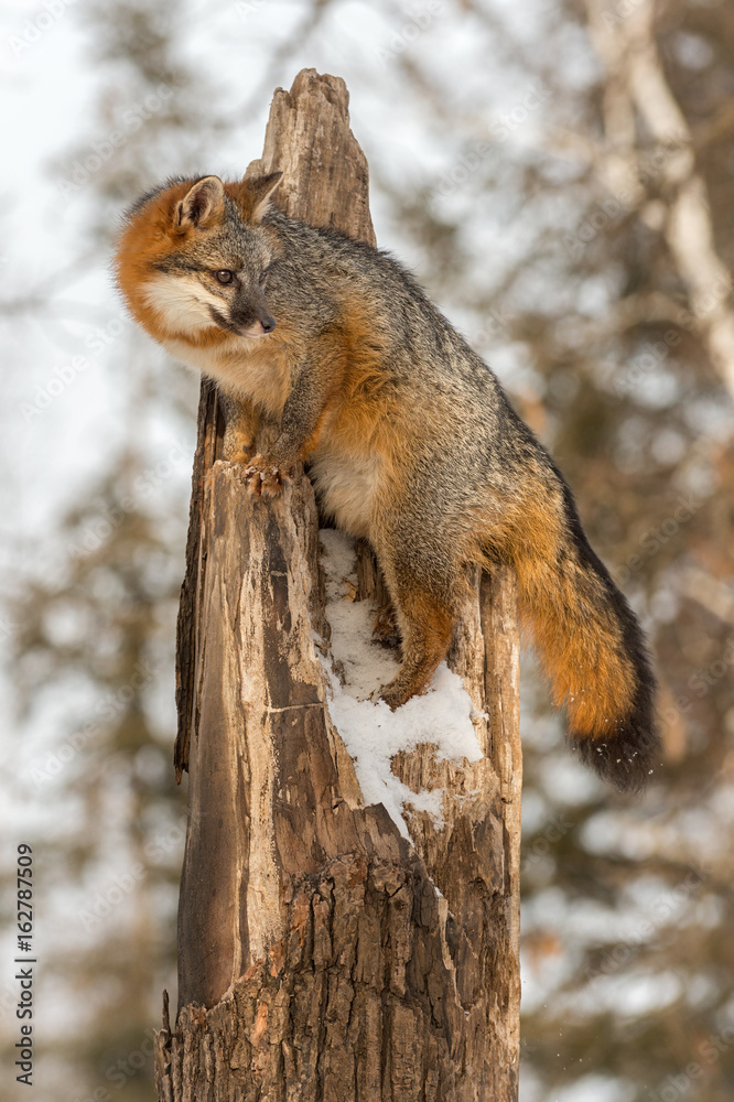 Grey Fox (Urocyon cinereoargenteus) Stands at Top of Broken Tree Grey Fox (Urocyon cinereoargenteus) Stands at Top of Broken Tree
