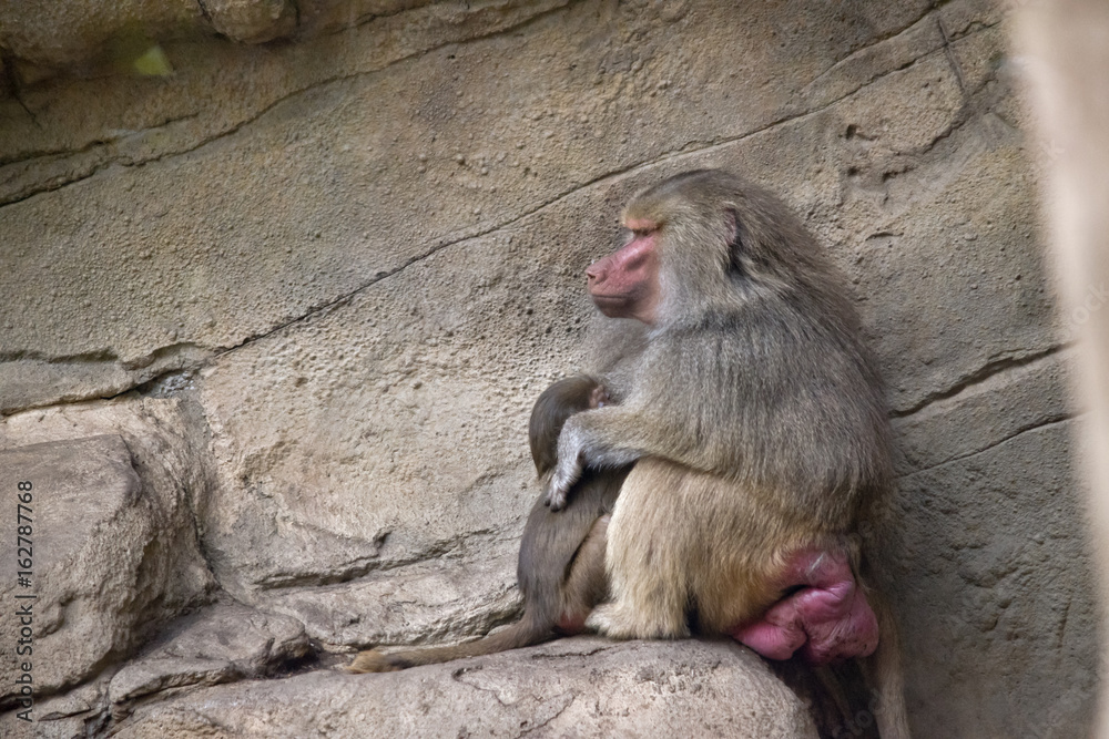 baboon and child
