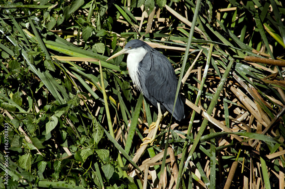 Fototapeta premium pied heron