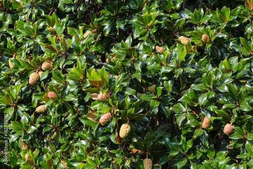Magnolia tree with seed pods