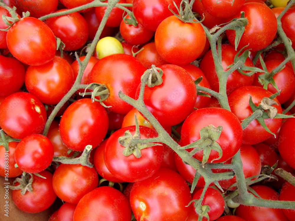 Bunch of Rosy Red Vine Tomatoes