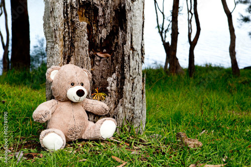 Teddy Bear sitting near old tree stump © CreativeFire