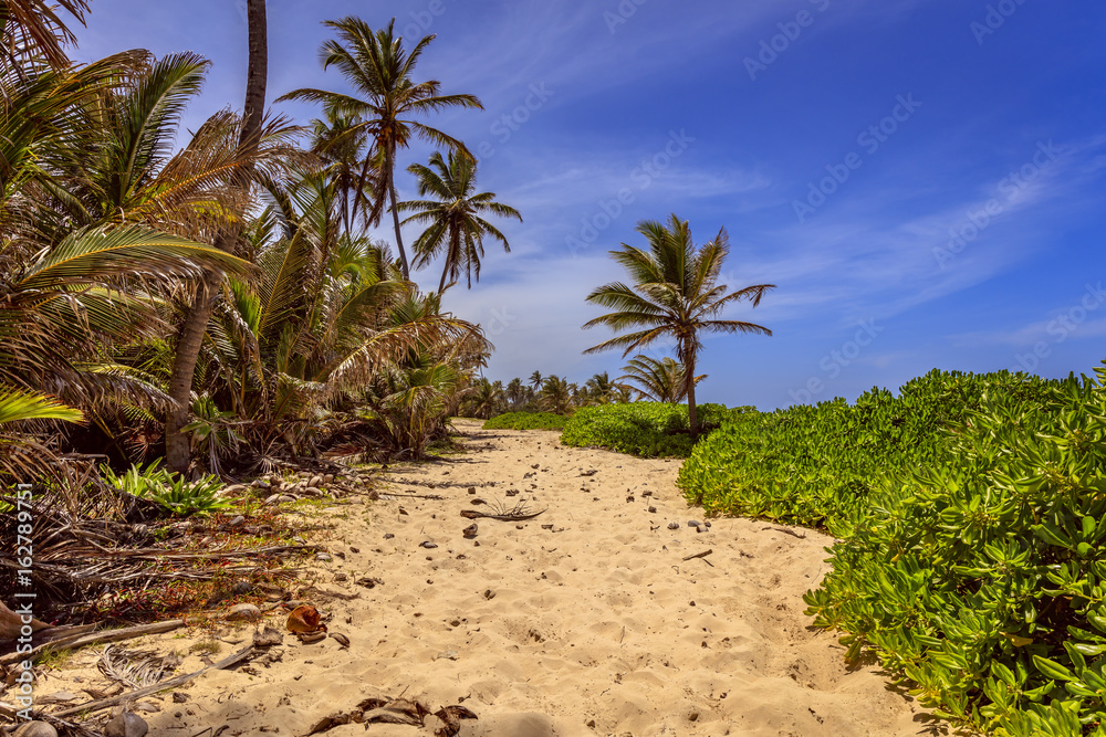 Fototapeta premium Dominicana Beach