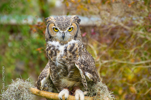 Yellow Eyed Owl 2 photo