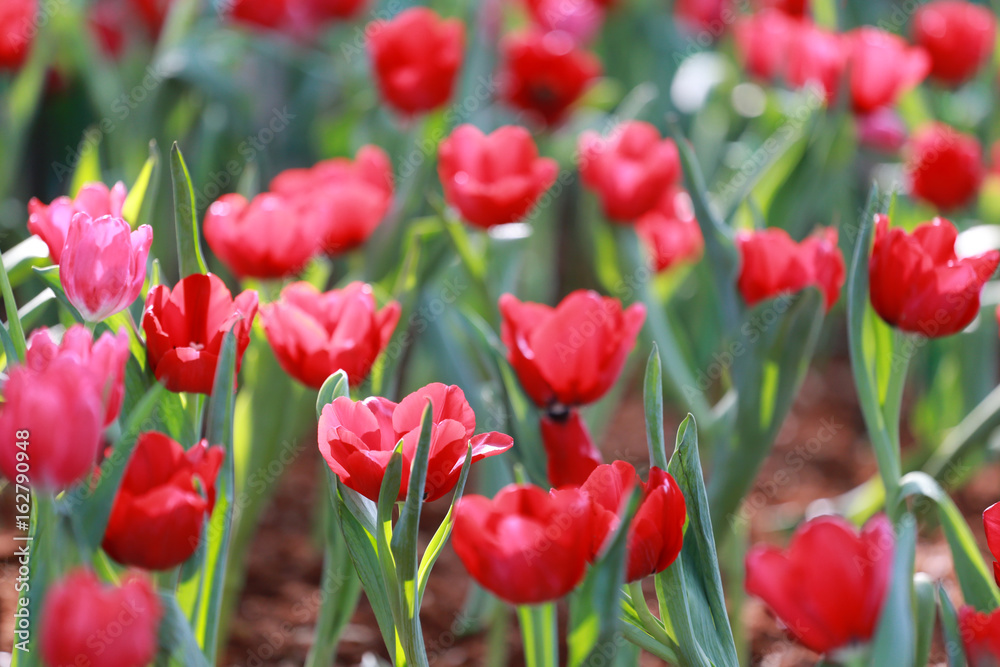 Bright red tulips blossoming.