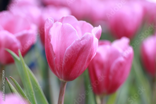 Bright Pink tulips blossoming.