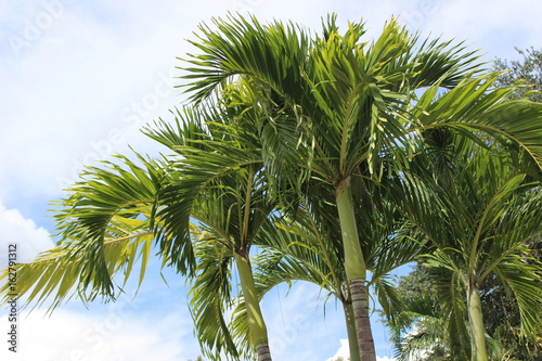 Palms in Breeze