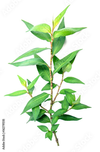 Vietnamese coriander plant isolated on white background