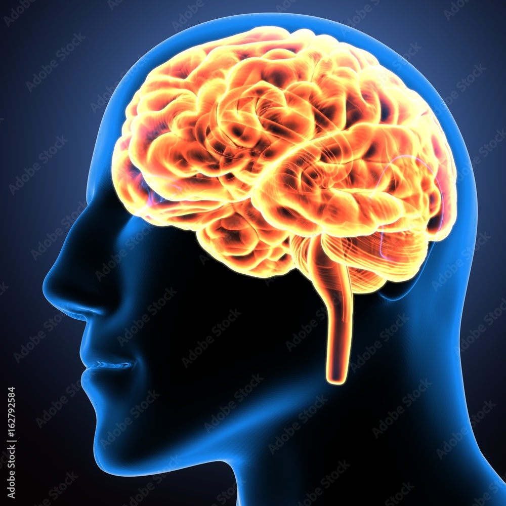 3d illustration human body brain of a human body organs 3d illustration human body brain of a human body organs