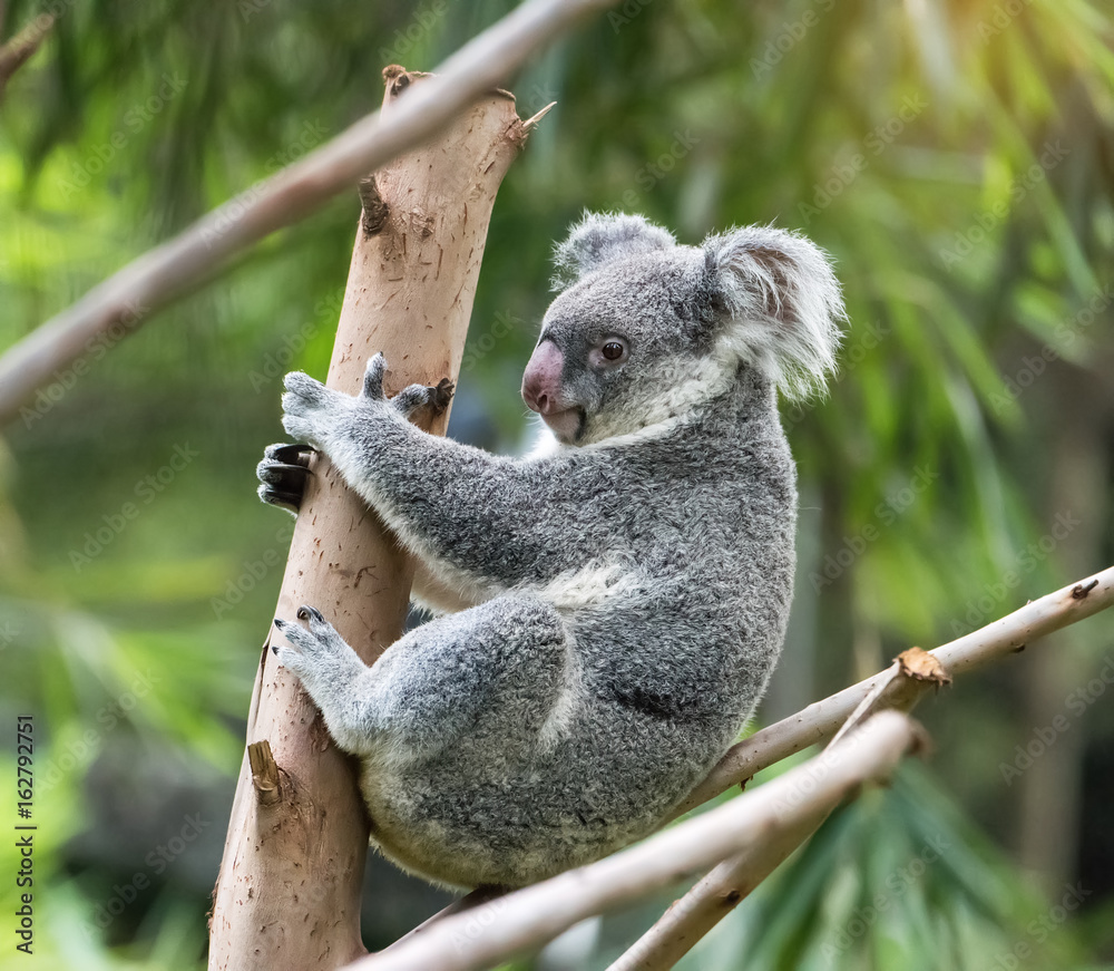 Naklejka premium koala na słońcu drzewa na gałęzi
