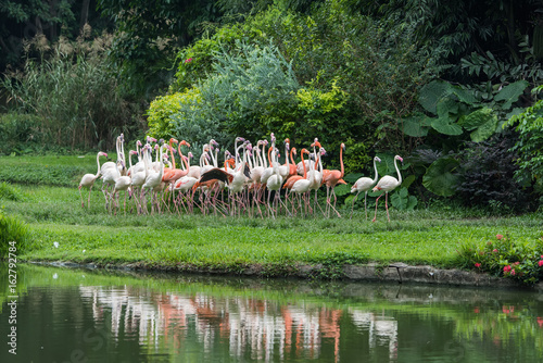 Flamingo birds standing in lake