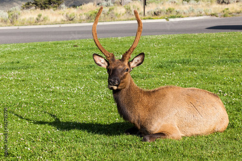 Young Elk