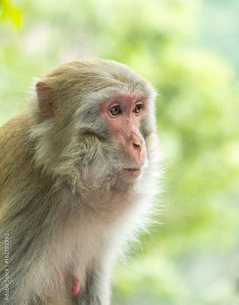 macaque monkey at forest in Zhangjiajie National Park Hunan China. macaque monkey at forest in Zhangjiajie National Park Hunan China.
