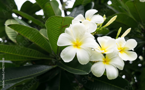 Leelawadee flower White