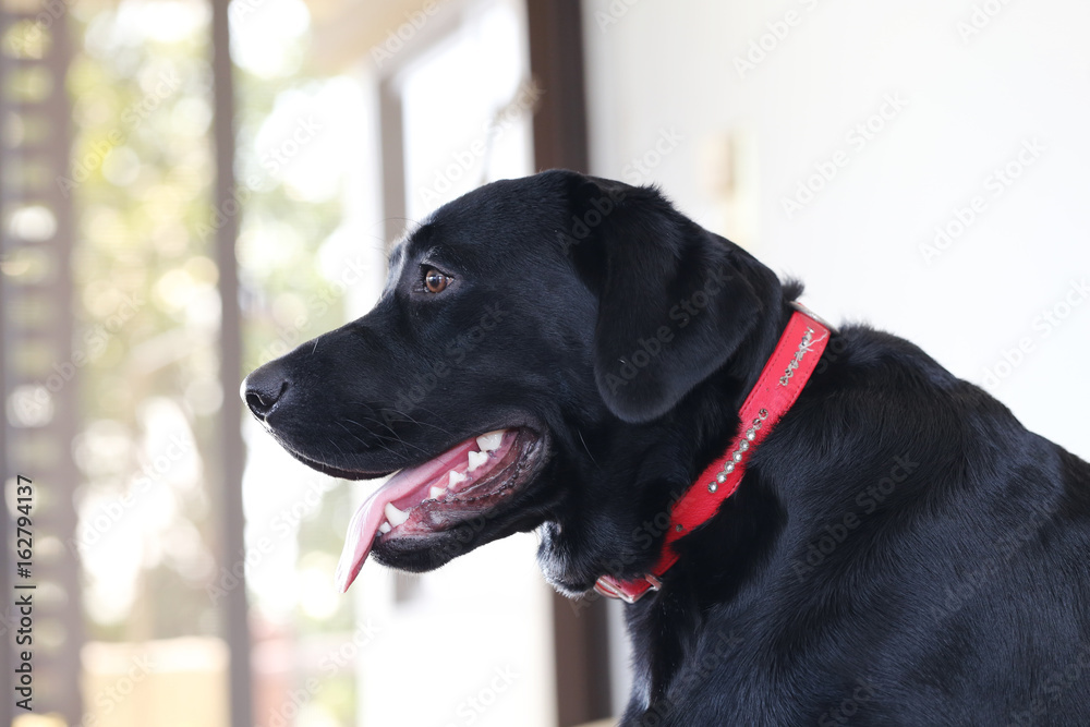 black labrador retriever black labrador retriever