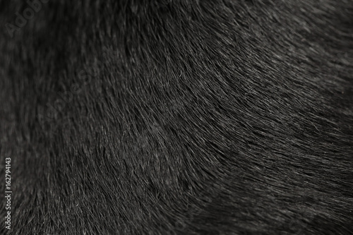 Labrador dog fur background photo
