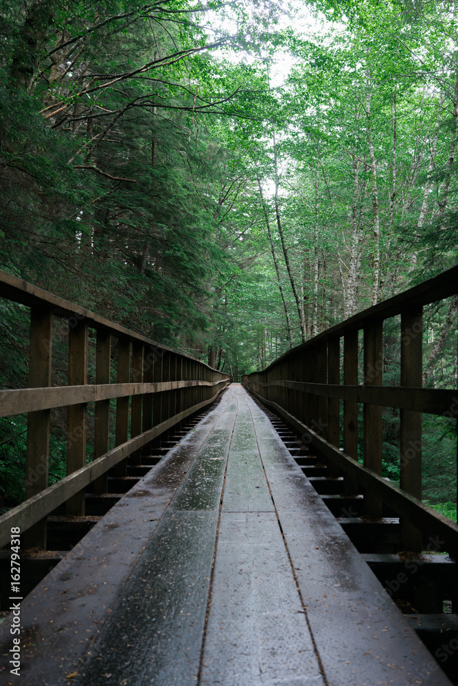 Fototapeta premium Footbridge in the forest
