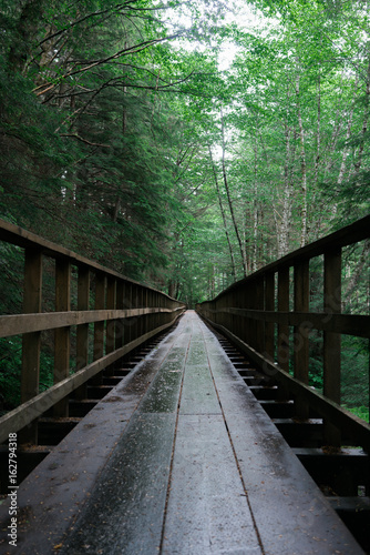 Footbridge in the forest