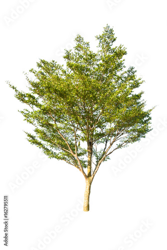 Tree isolated on white background Clipping Path.