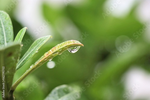 Green leaves nature with raindrops closed up image
