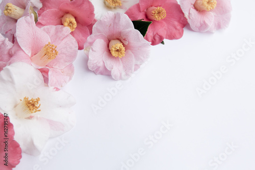 Soft Pink and White Camellia flowers on white background - desaturated vintage look © CreativeFire