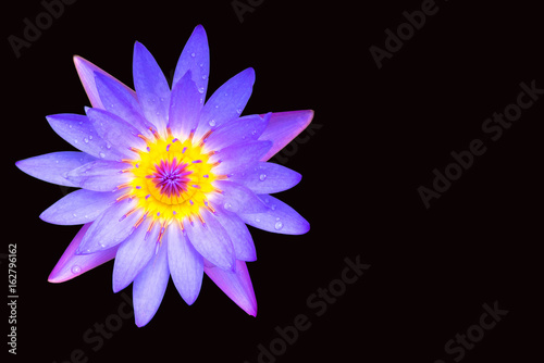 lotus flower on a black background Clipping Path.