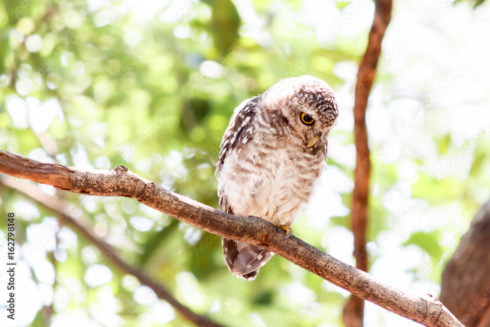 Spotted owlet Athene brama nest in tree hollow. Spotted owlet Athene brama nest in tree hollow.