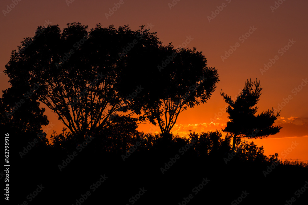 Silhouette of trees against an orange mid-west sky.