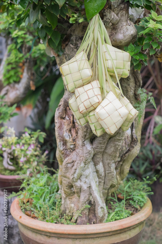 Ketupat on bourgenvilla tree . Made of rice wrapped in coconut leaves before boiling until cooked. Regular meals, especially among the Malay community. Eid fitr Concept photo