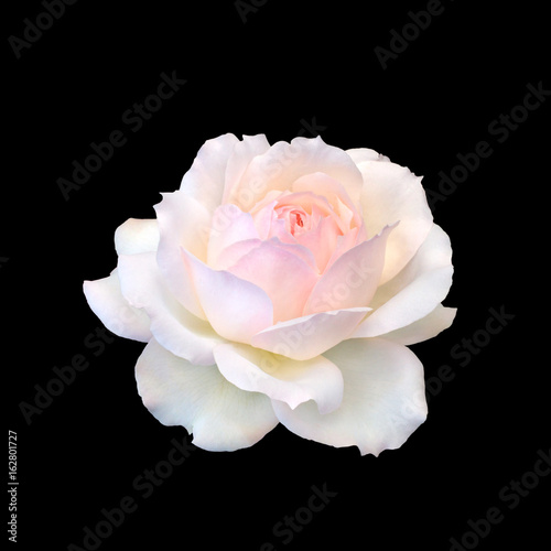 beautiful white rose