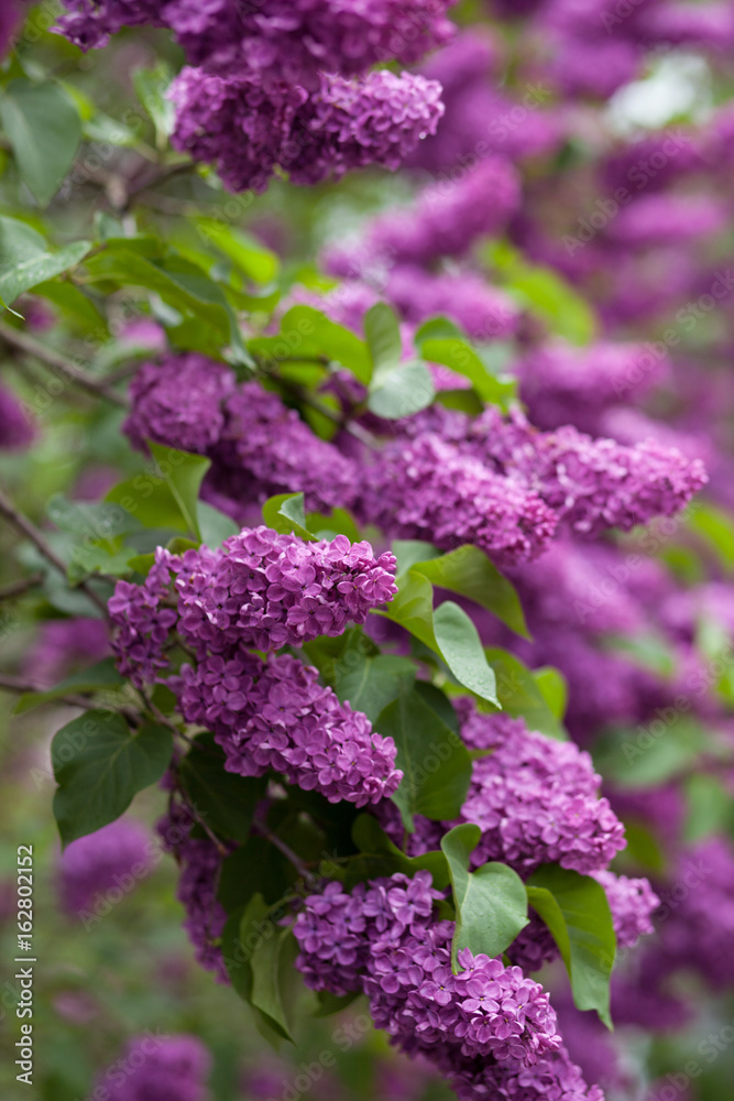 Bright blooming lilacs in the summer. Spring branch of blossoming lilac. Bright blooming lilacs in the summer. Spring branch of blossoming lilac.