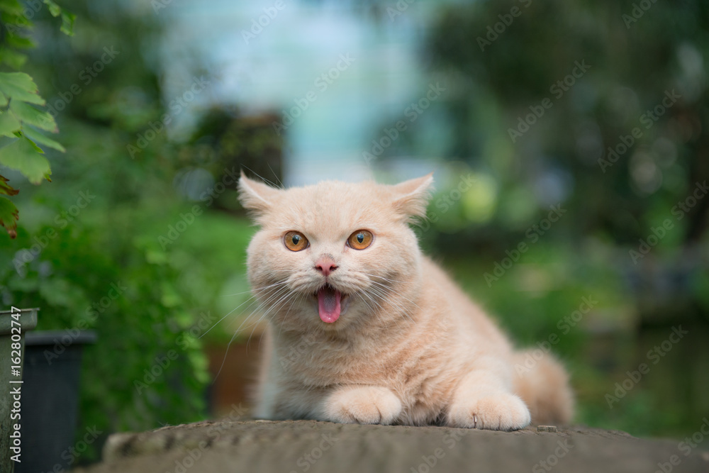 Cute cat stick out his tongue in the garden.