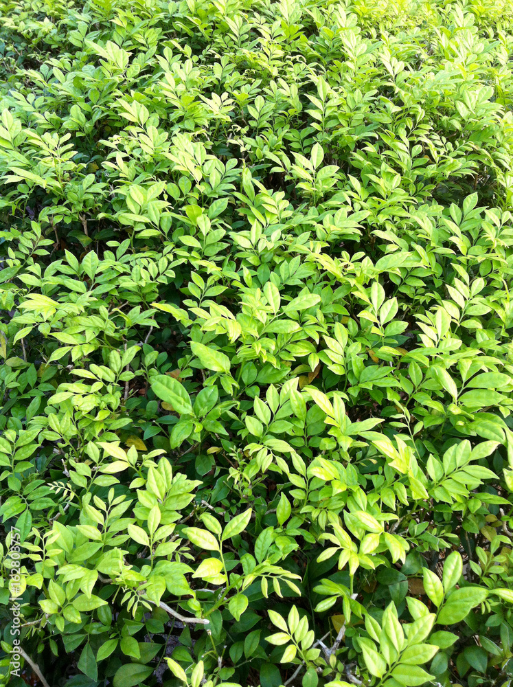 Obraz premium Green leaves background