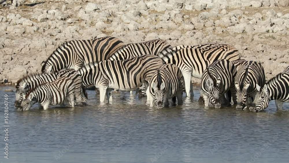 Plains (Burchells) zebras (Equus burchelli) drinking water, Etosha National Park, Namibia Plains (Burchells) zebras (Equus burchelli) drinking water, Etosha National Park, Namibia