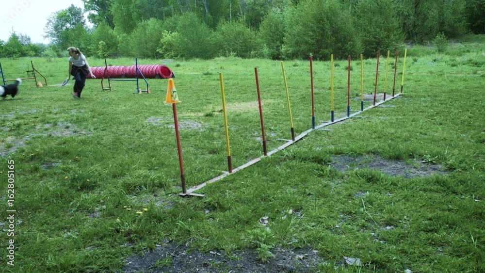 Sequence with slow motion racing in competition, animal agility race with dog running and doing slalom. Sequence with slow motion