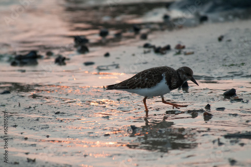 Redshank on the Beach in Westkapelle