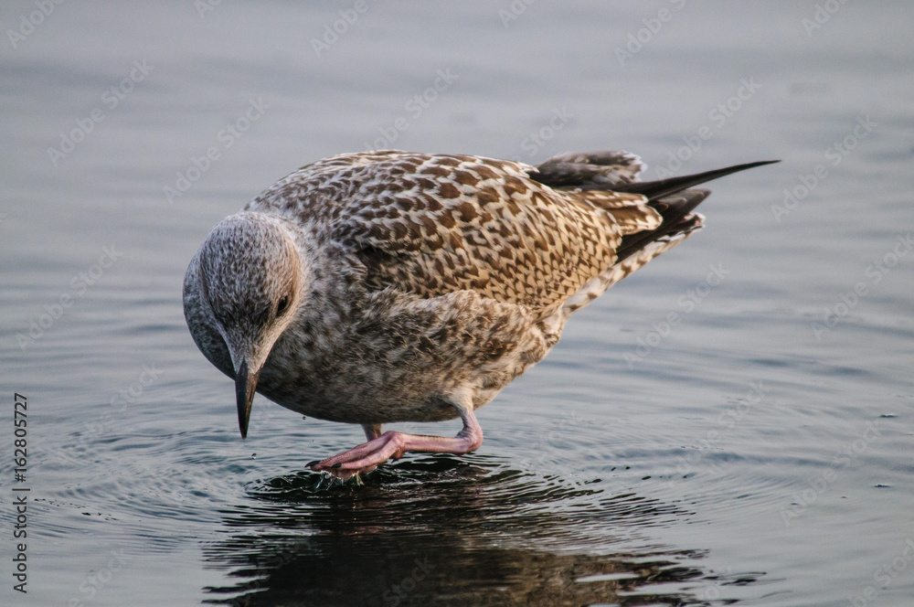 Redshank on the Beach in Westkapelle