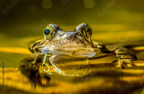 frog reflection in the water