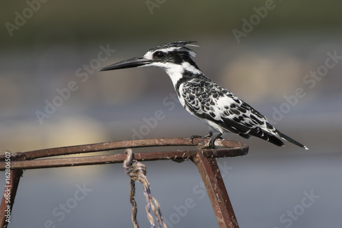 pied kingfisher who sits on metal supports on Lake Victoria