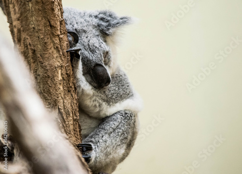 Photography Sleeping koala