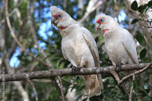A couple long-billed cockatoo sitting on a tree branch. Australia, QLD, Brisbane