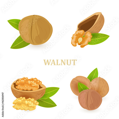 collection of groups of walnuts with green leaves for your desig