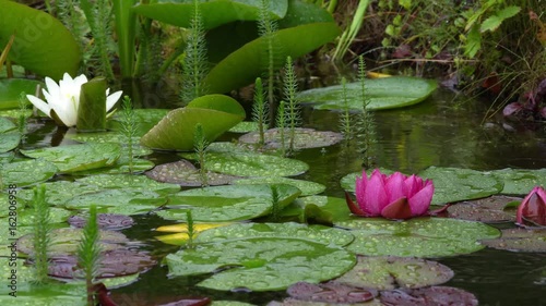 Red and white water lily flowers in a garden pond with rain