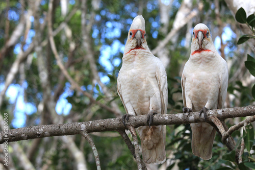 A couple long-billed cockatoo sitting on a tree branch. Australia, QLD, Brisbane