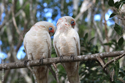 A couple long-billed cockatoo sitting on a tree branch. Australia, QLD, Brisbane