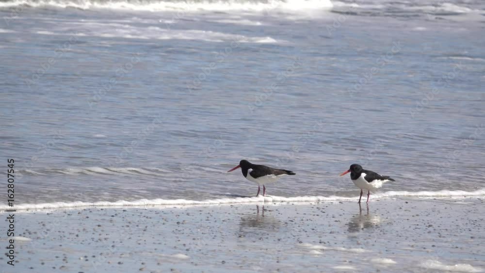 Birds at the beach Vögel auf Norderney in der Brandung Birds at the beach Vögel auf Norderney in der Brandung