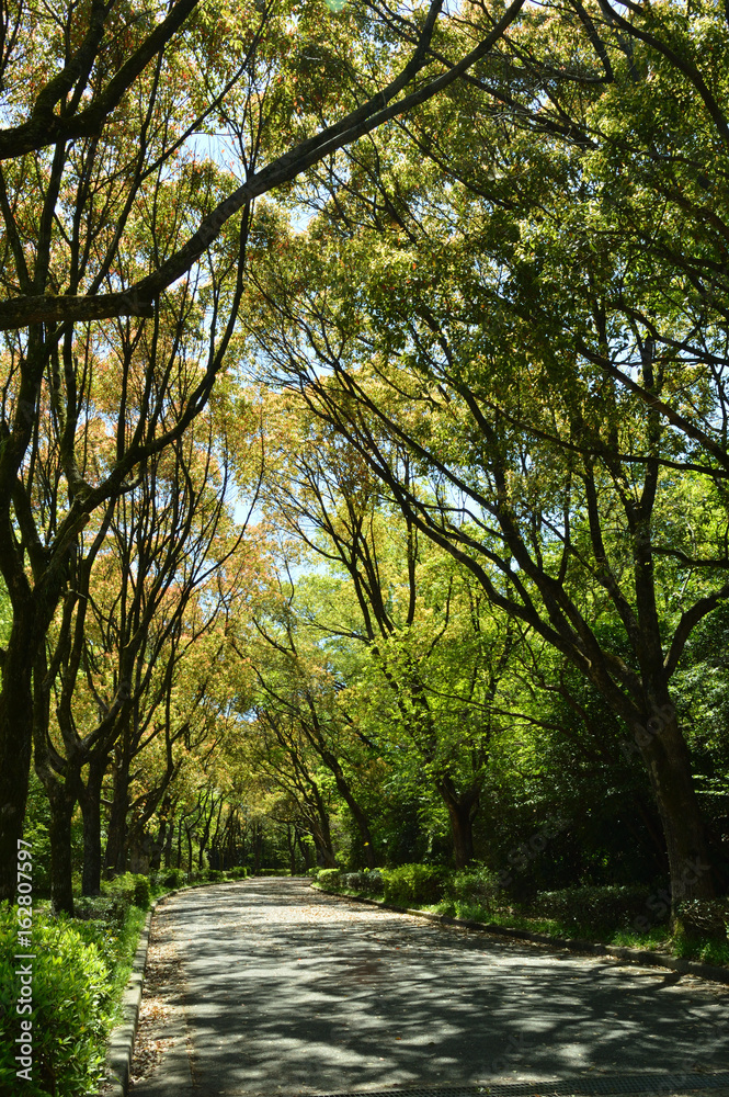 Fototapeta premium 夏の始まり、散歩道