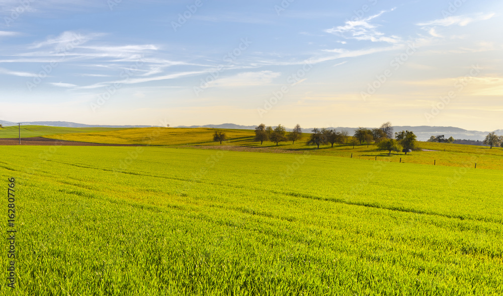 Fototapeta premium Swiss landscape with meadows