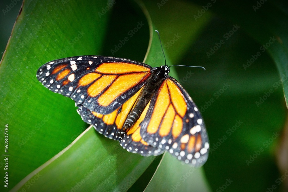 Naklejka premium Farbenfroher Falter